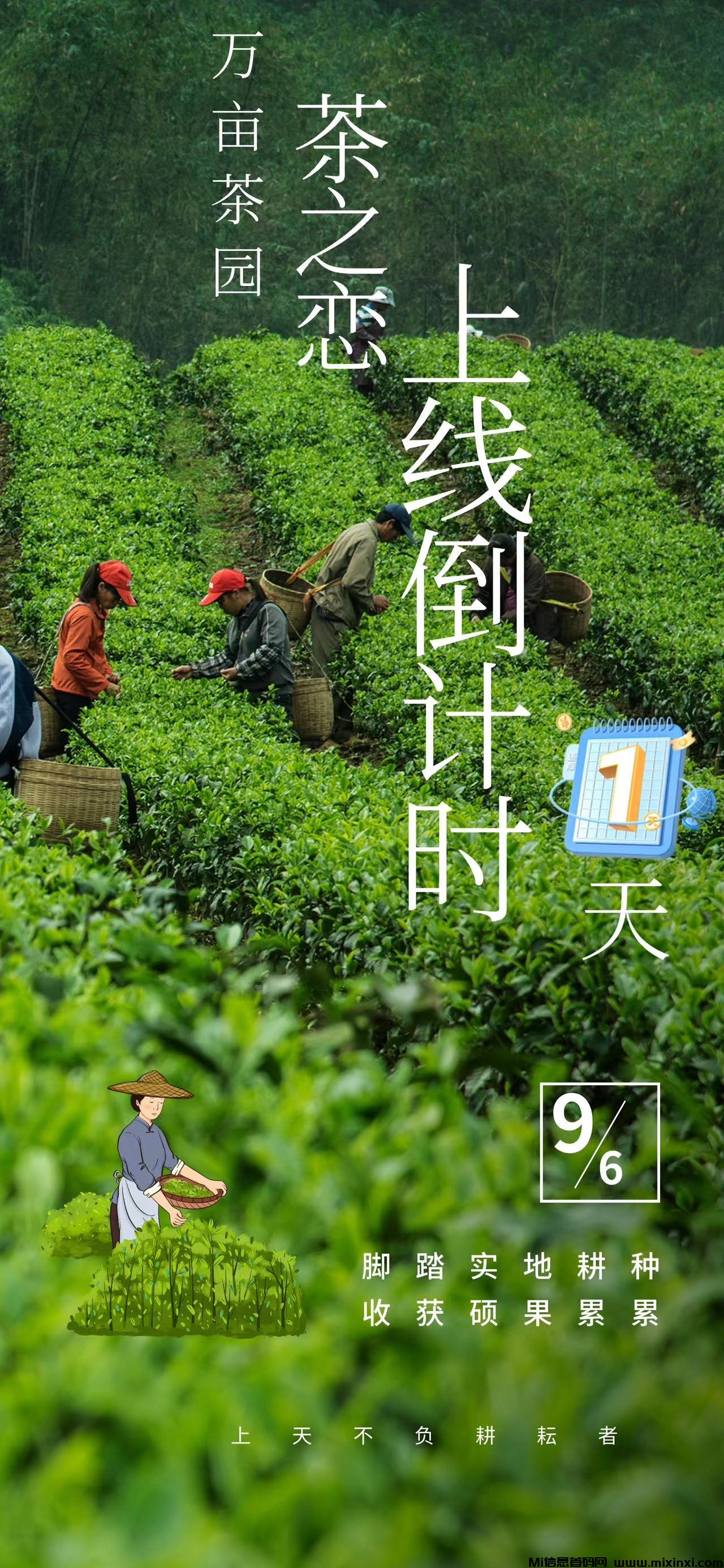 茶之恋首码，盲盒，搬砖收益-首码项目网